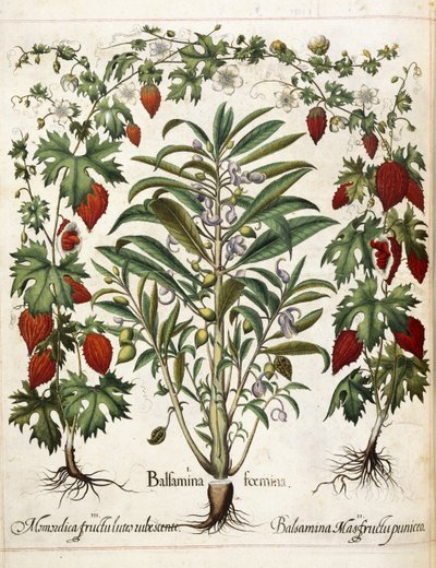 Fruit Plants, from 