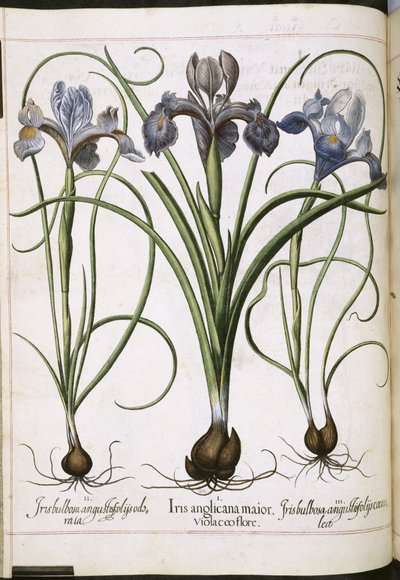 Iris, from Hortus Eystettensis by Basilius Besler