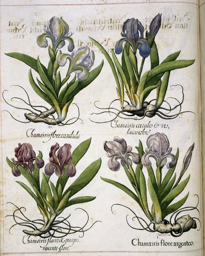 Iris, from Hortus Eystettensis by Basilius Besler