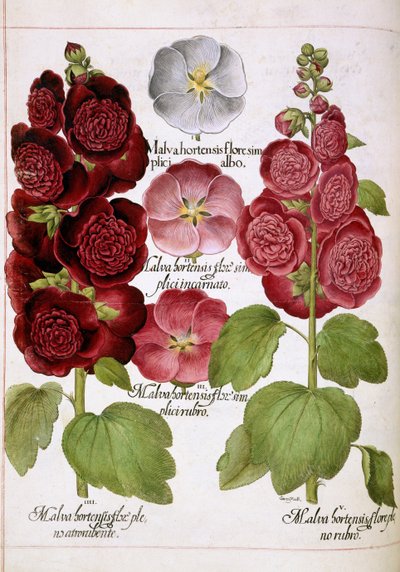 Malva Hortensis, from 