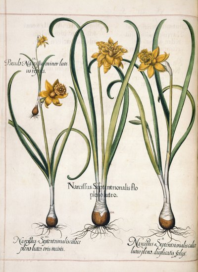 Narcissus, from 