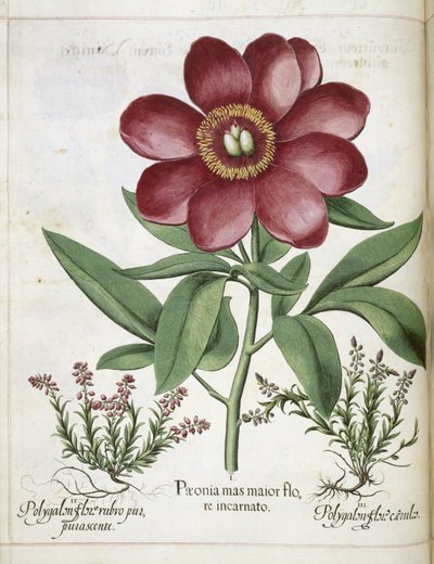 Peony, from 