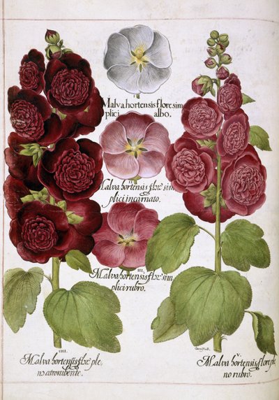 Three plants by Basilius Besler