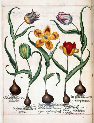 Tulip, from Hortus Eystettensis by Basilius Besler