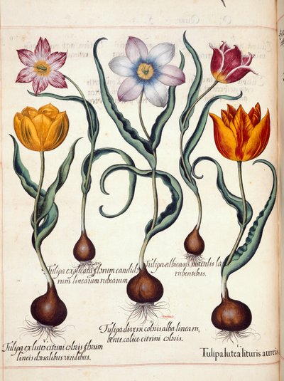 Tulips, from 