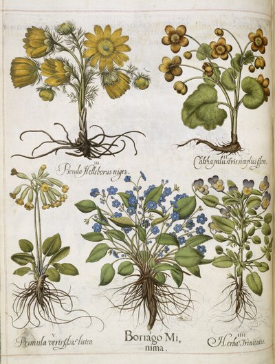 Various plants, from 