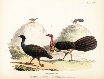 Gweela and Orange-Footed Scrubfowl 1855 by Bauerrichter