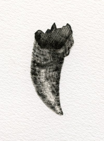 Feline Tooth by Bella Larsson