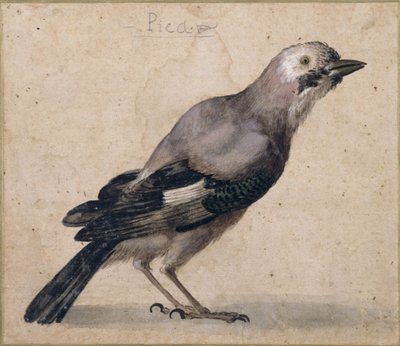 A Jay by Benedetto Luti