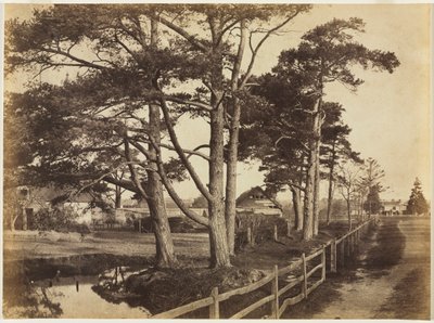 Scotch Firs, Hawkhurst by Benjamin Brecknell Turner