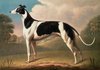 Greyhound by Benjamin Killingbeck