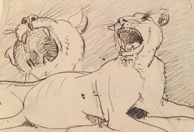 Study of a Lioness by Benjamin Robert Haydon