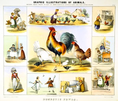 Domestic Fowl by Benjamin Waterhouse Hawkins