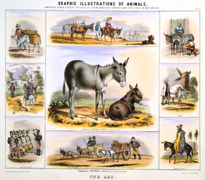 The Ass, c. 1850 by Benjamin Waterhouse Hawkins