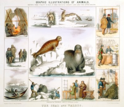 The Seal and the Walrus by Benjamin Waterhouse Hawkins