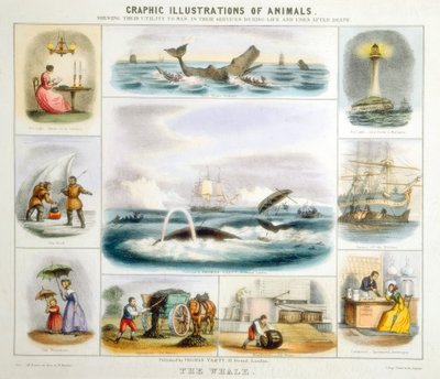 The Whale by Benjamin Waterhouse Hawkins