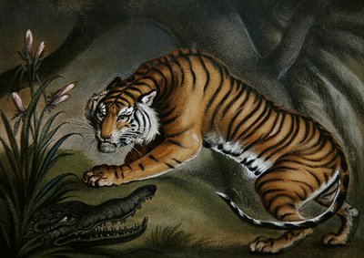 Tiger and Crocodile by Benjamin Zobel