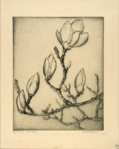 April Buds - Magnolia by Bertha E. Jaques