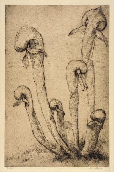 Darlingtonia by Bertha E. Jaques
