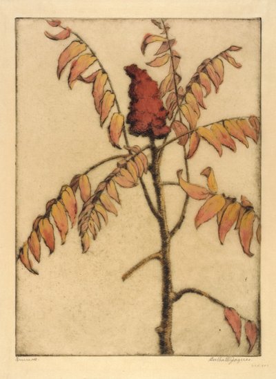 Sumac by Bertha E. Jaques