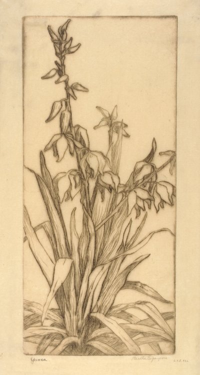 Yucca by Bertha E. Jaques