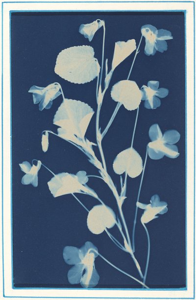 Untitled by Bertha Evelyn Jacques