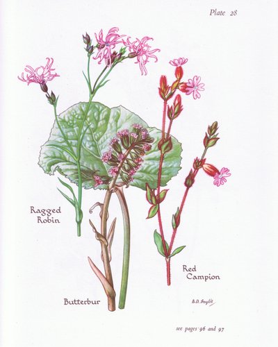 Butterbur, Ragged Robin, Red Campion by Bessie D. Inglis