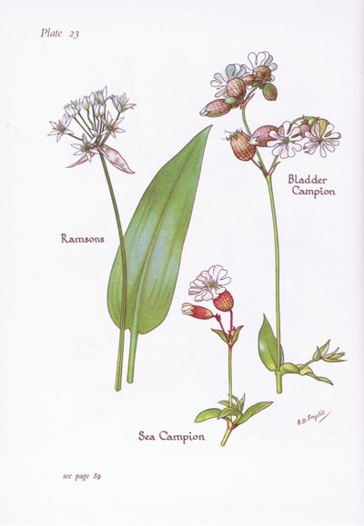 Ramsons, Bladder Campion, Sea Campion by Bessie D. Inglis