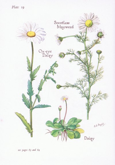 Scentless Mayweed, Daisy, Ox-Eye Daisy by Bessie D. Inglis