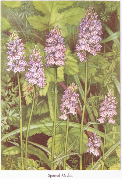 Spotted Orchis by Bessie D. Inglis