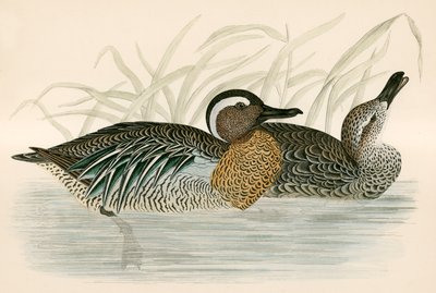 Garganey Teal by Beverley R. Morris