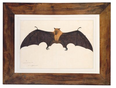 Great Indian Fruit Bat by Bhawani Das