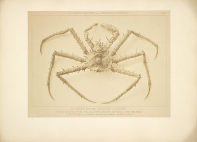 Crab by Bisson Frères