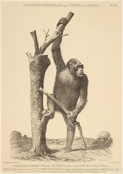 Gorilla by Bisson Frères