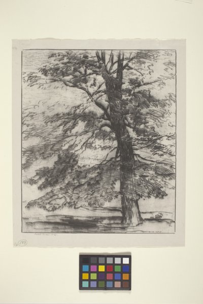 Sugar Maple by Bolton Coit Brown