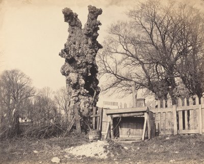 Old Tree near Chatham by British 19th Century