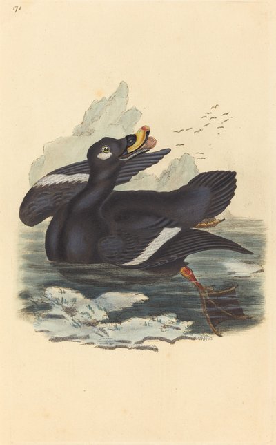 Velvet Duck by British 19th Century