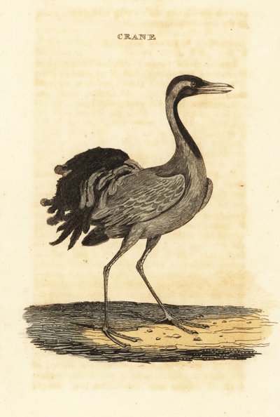 Demoiselle Crane by British School