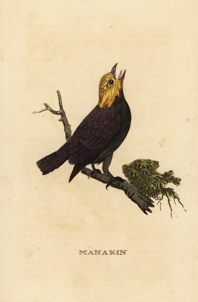 Golden-headed manakin, Ceratopipra erythrocephala by British School