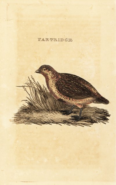 Grey partridge, Perdix perdix by British School