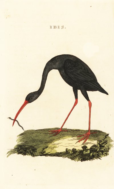Sharp-tailed Ibis, Cercibis oxycerca by British School