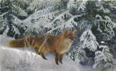 Fox in Winter by Bruno Andreas Liljefors