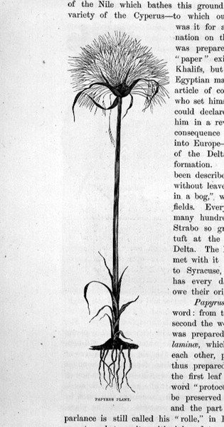 Papyrus Plant by Bruno Heinrich Strassberger