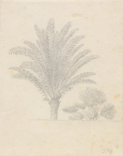 Palm Tree and Group of Leaves by Christoffer Wilhelm Eckersberg