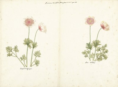 Two Studies of Anemones by C. Baak