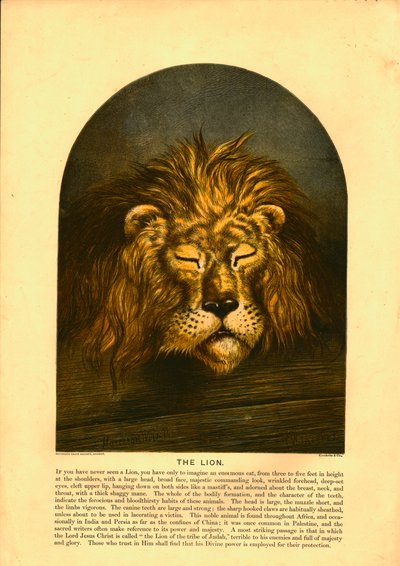 The Lion by C Sheeres