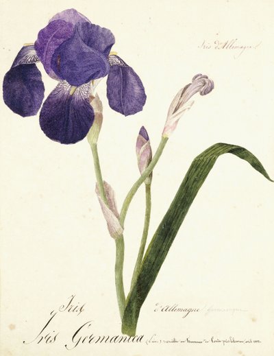 German Iris; Iris Germanica by Capitaine Pelletier