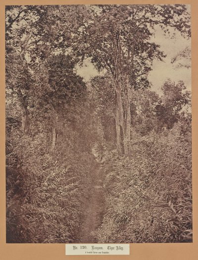 No. 120. Rangoon. Tiger Alley by Capt. Linnaeus Tripe