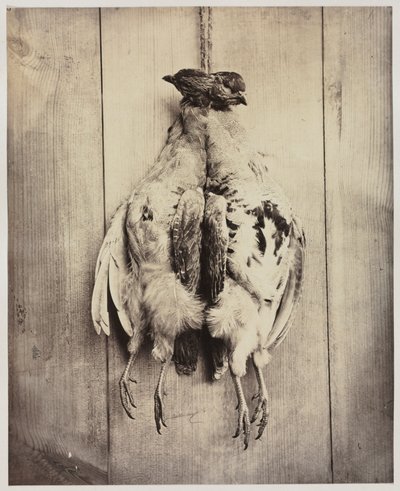 Partridges (recto) by Captain N. Baily
