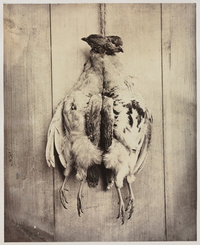 Partridges (recto) by Captain N. Baily